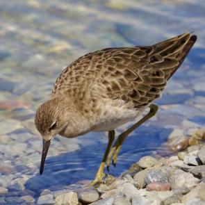 ����: �����