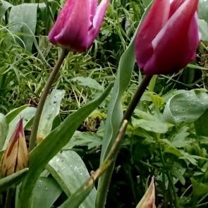 ����: ������������ ��������: �����