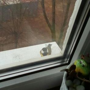 ����: �������.