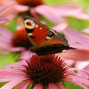 ���� ��������: 