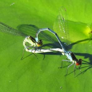 ����: �������� ���� 