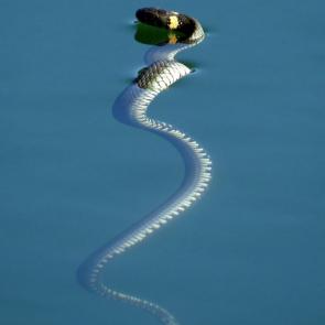 ����: �� -�������� ����. 