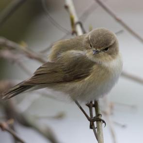 ����: �������