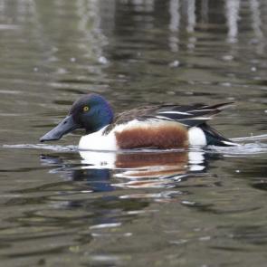 ����: �������� �����������