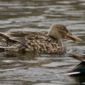 ����: �����������