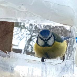 ���� ��������: ��������� �� ����