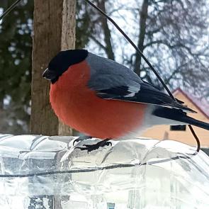 ���� ��������: ��������