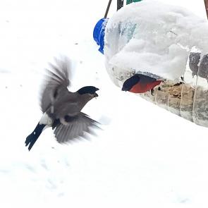 ���� ��������: ������