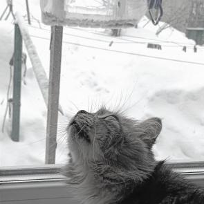 ����: ������ �� ������