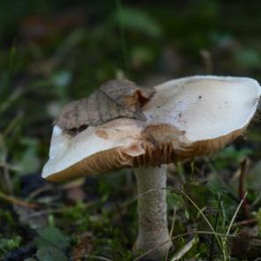 ���� ��������: ������ �������� 