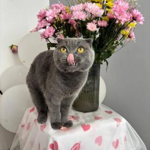 ����: ��� ���