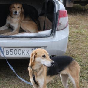 ����: ������