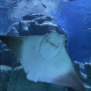 ��������� ��� ������