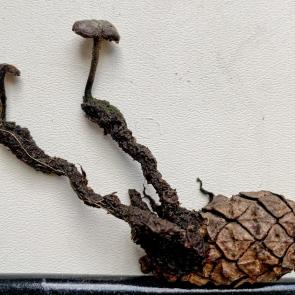 ���� ��������: � �� ����� ����� ������� �����...