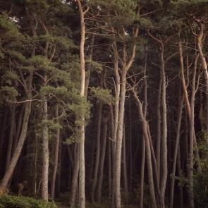 ���� ��������: 