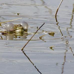 ����: �����