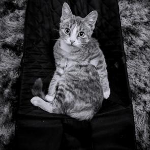 ����: ����