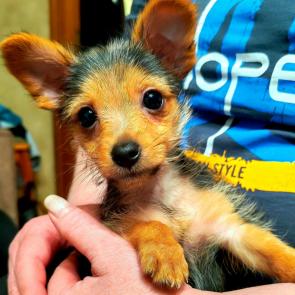 ����: �����