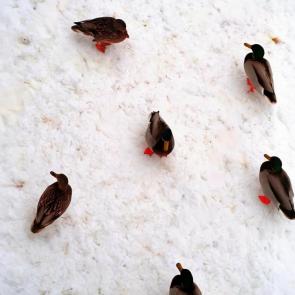 ���� ��������: ������