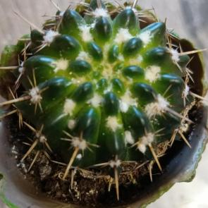 ���� ��������: ��������