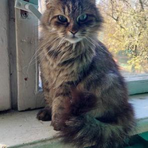 ���� ��������: ���������