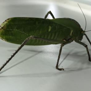 ���� ��������: ��������