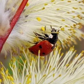 ����: �����