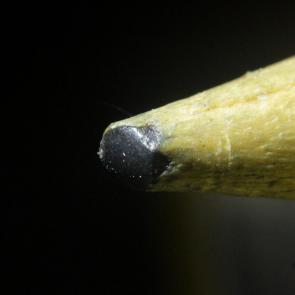 ���� ��������: ������� ���� ���������