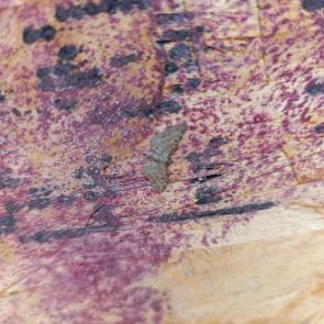 ���� ��������: �������