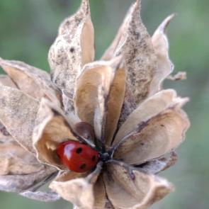 ���� ��������: ����� ������