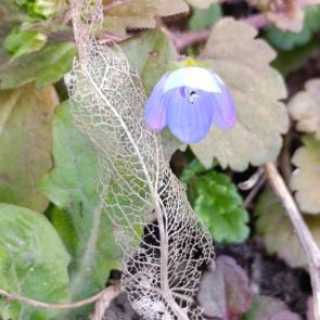 ���� ��������: �������� 