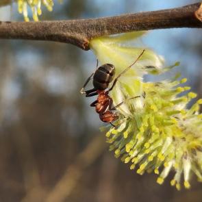 ���� ��������: ������ ���������