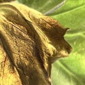 ����: 