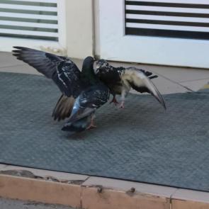 ����: �����.. 