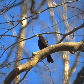 ����: ׸���� ����� �������� �����