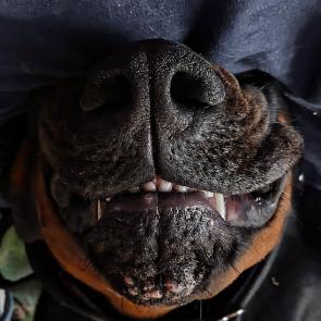 ����: ������