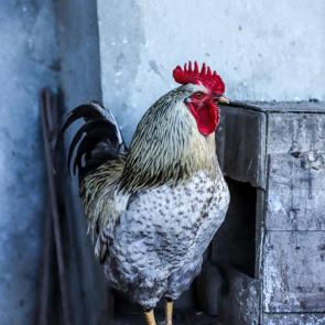 ���� ��������: 