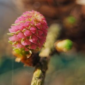 ���� ��������: 