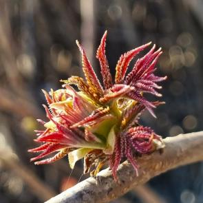 ���� ��������: 