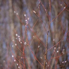 ����: �������� �������