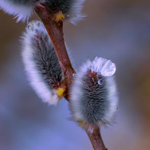 ����: �������� ����������� �������