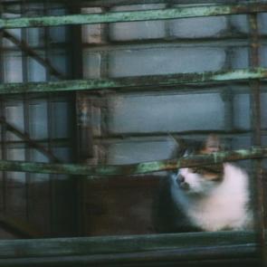 ����: ����� ��� �������