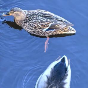 ����: ��������� �������