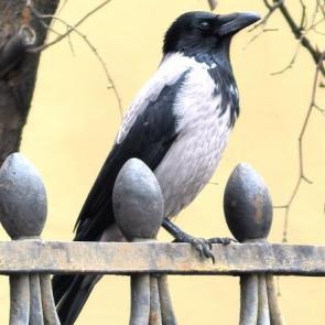 ����: ������ ������