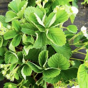 ����: �������� �������� 