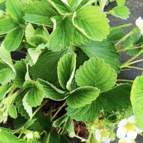 ����: ������� �������� �������� 