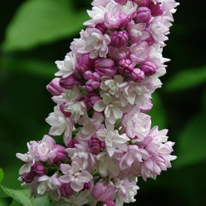 ����: ������� ����� ������