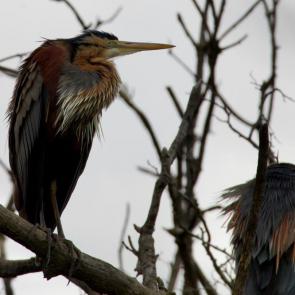 ����: ����� �����