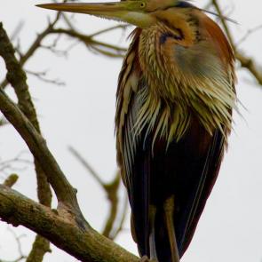 ����: �����