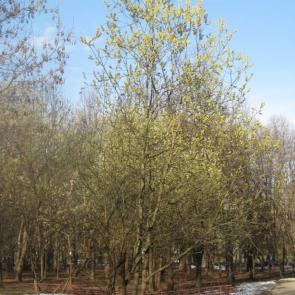 ����: ������ ��������